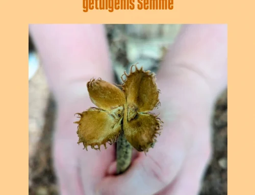 Semme